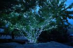 35 Light Traditional T5 Pure White LED Mini Lights Green Wire