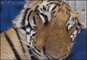 Put a tiger on your tree