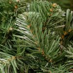 30' Unlit Deluxe Colorado Pine Garland