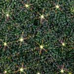Warm White LED Net Lights 2x10 Brown Wire