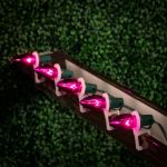100 C9 Christmas Light Set - Pink Bulbs - Green Wire