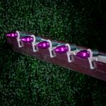Purple Smooth Glass C9 LED Bulbs - 25pk