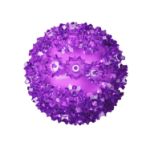 50 Purple LED 6" Sphere