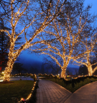 50 LED Warm White LED Christmas Lights 11' Long on Brown Wire
