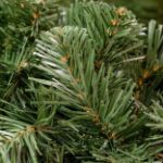 9' Lighted RGBWW Deluxe Colorado Pine Garland