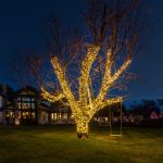50 LED Warm White LED Christmas Lights 11' Long on Brown Wire