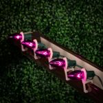 Purple Transparent C7 5 Watt Bulbs
